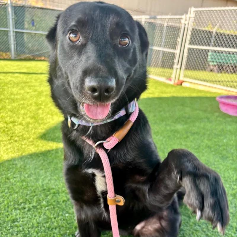 A young medium-sized female Black Labrador Retriever dog named Minto for adoption in Evansville, IN