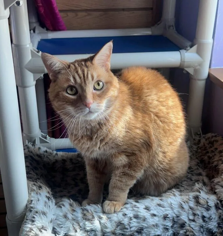 A senior medium-sized male Tabby (Orange / Red) Domestic Short Hair cat named Gus for adoption in Ann Arbor, MI