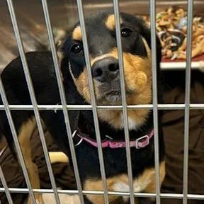 A young medium-sized female Black Mixed Breed dog named Rosie for adoption in Knoxville, TN