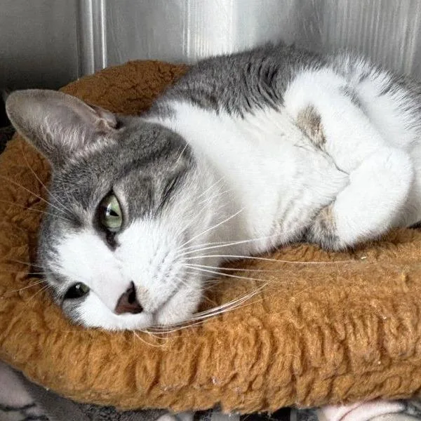 An adult large-sized male Gray / Blue / Silver Domestic Short Hair cat named Eddie for adoption in Concord, NH