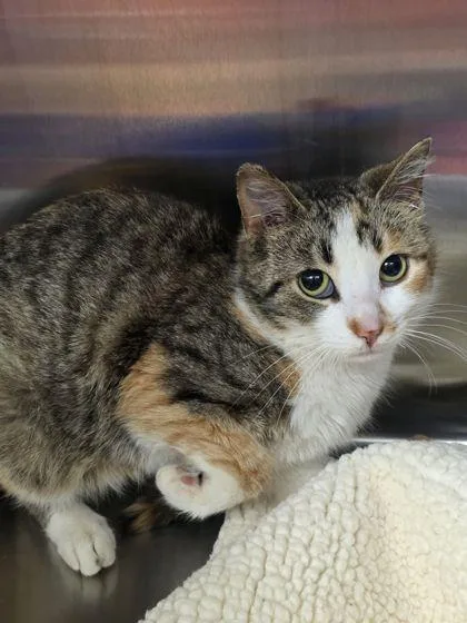 An adult small-sized female Domestic Short Hair cat named Tiki for adoption in Shawano, WI