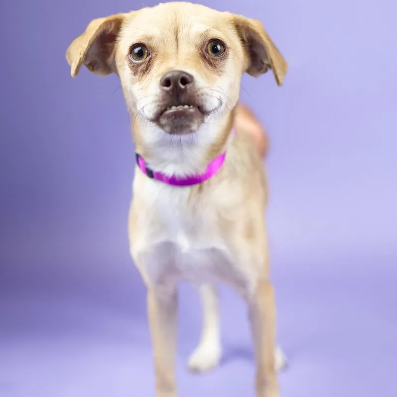 A young medium-sized female Apricot / Beige Chihuahua dog named Drew for adoption in Portland, OR