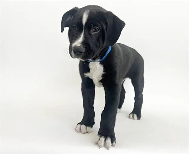 A baby small-sized male Pit Bull Terrier dog named Samson for adoption in Saint Louis, MO