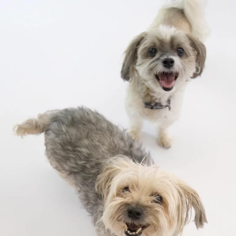 A senior small-sized male Maltese dog named Jackson for adoption in Phoenix, AZ