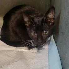 A baby small-sized female Black Domestic Medium Hair cat named Tiny for adoption in New York, NY