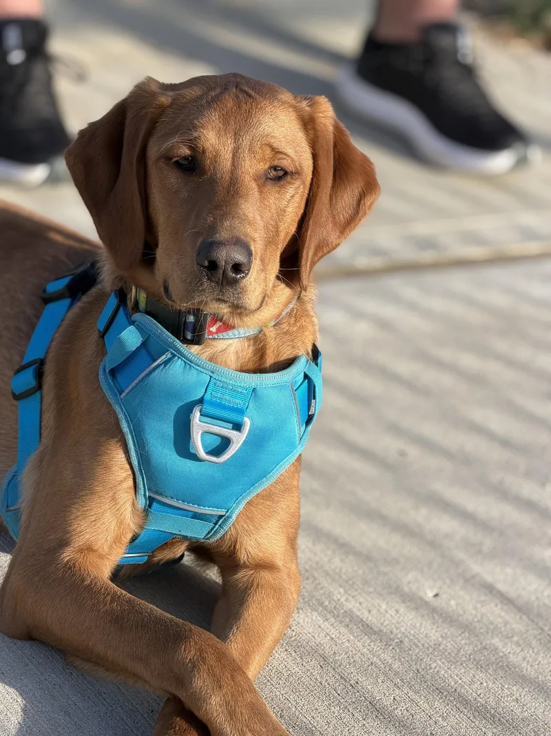 Wishbone thumbnail 3