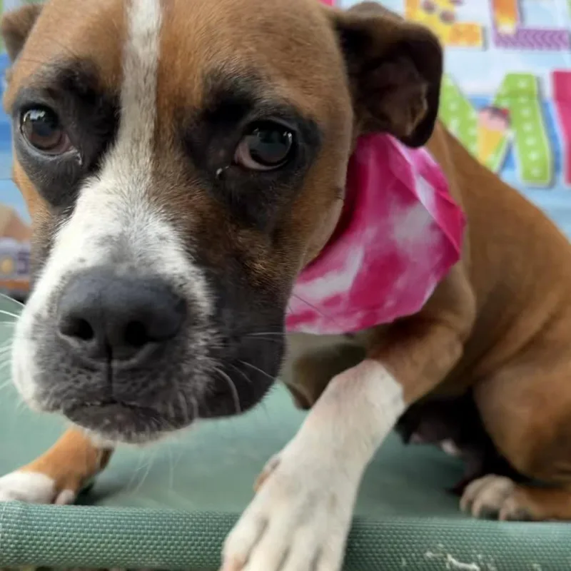 An adult medium-sized female Yellow / Tan / Blond / Fawn Boxer dog named Penny for adoption in Aledo, TX