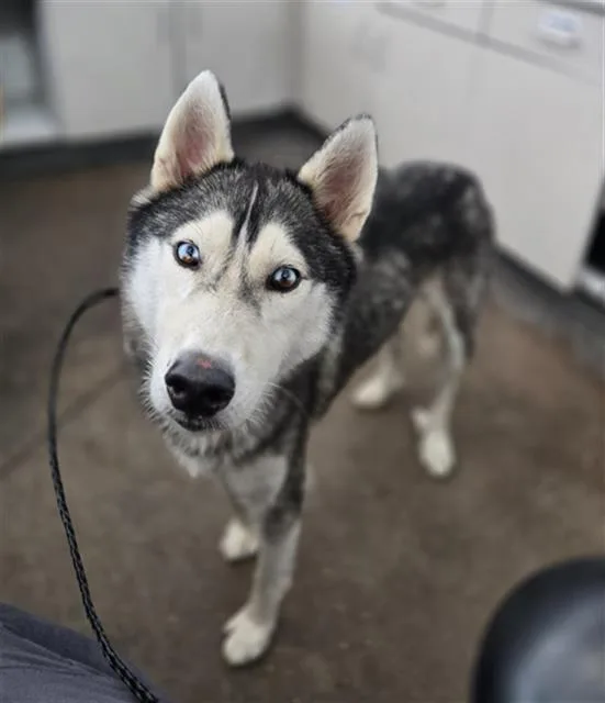 A young large-sized male Mixed Breed dog named Daniel for adoption in Dallas, TX