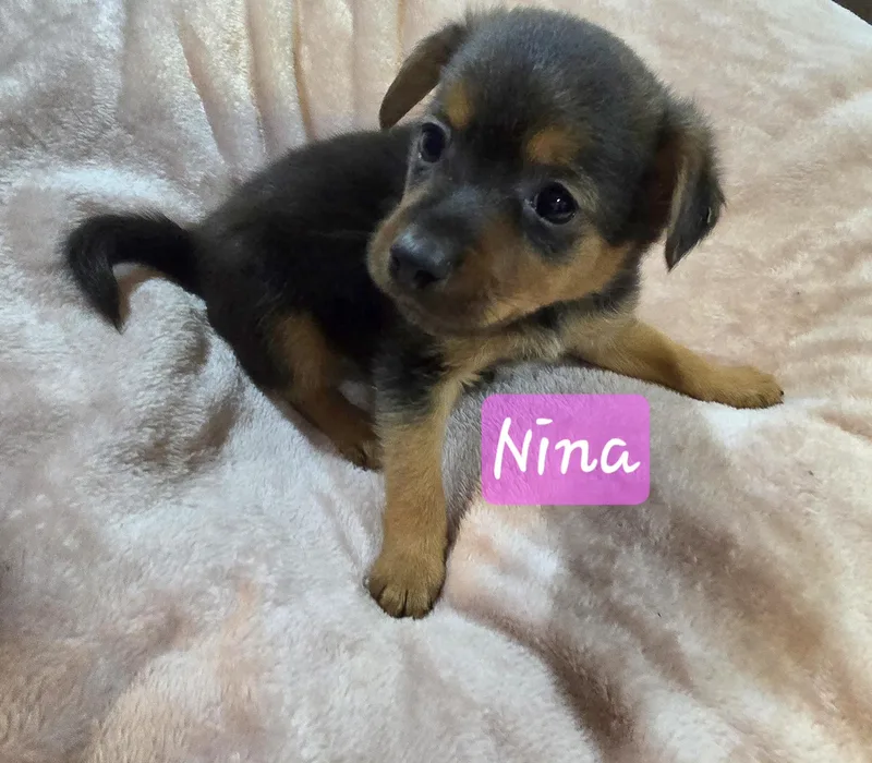 A baby small-sized female Yellow / Tan / Blond / Fawn Cairn Terrier dog named Nina for adoption in Athens, AL