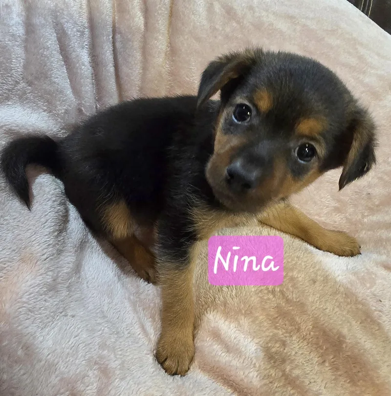 Nina thumbnail 3
