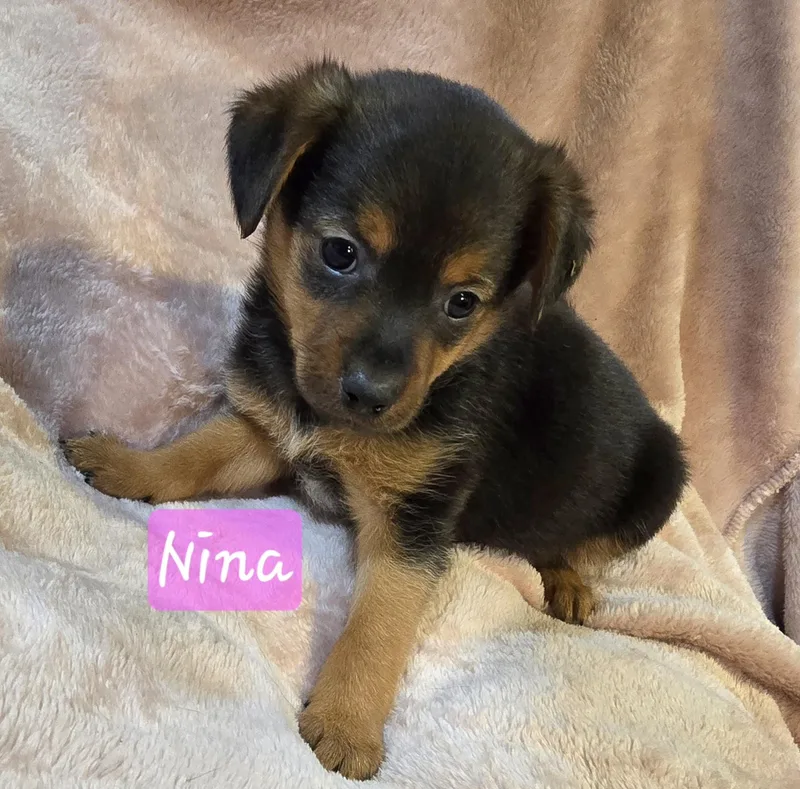 Nina thumbnail 4