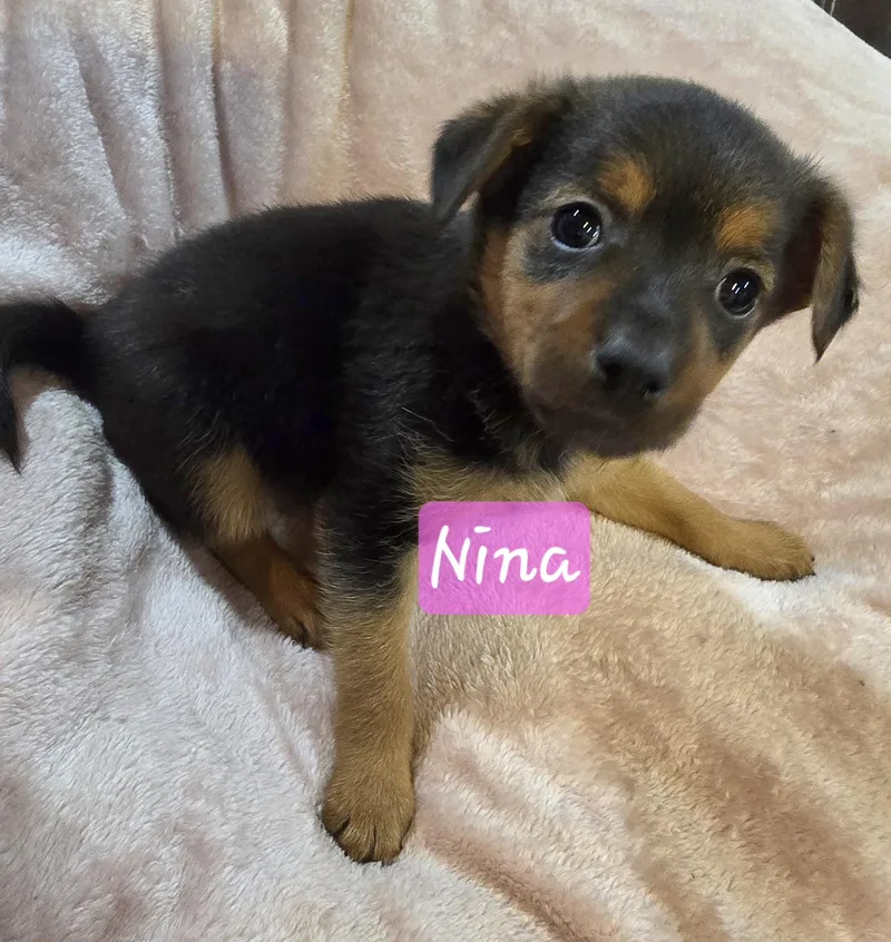 Nina thumbnail 5