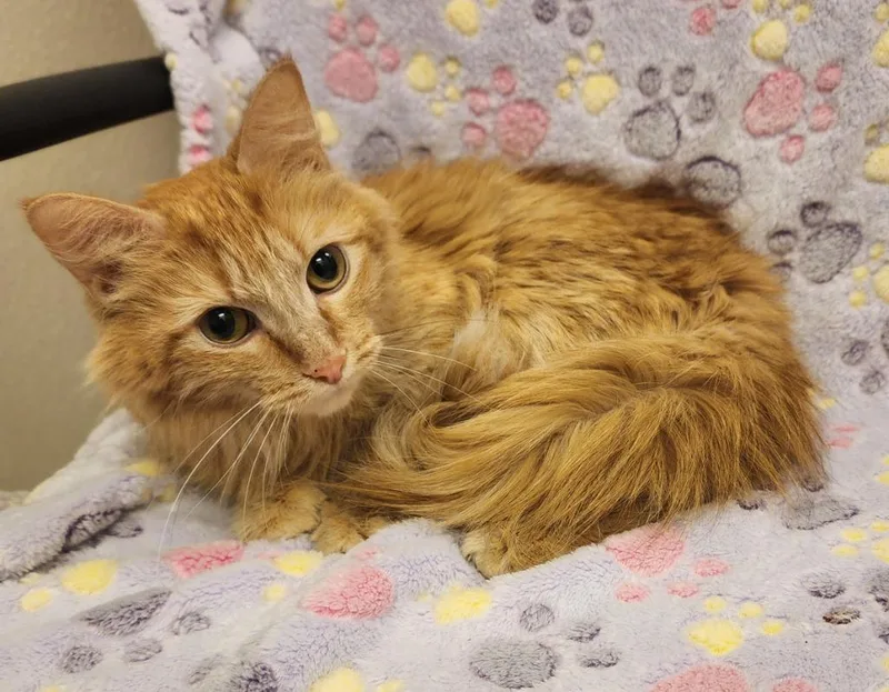 Delilah