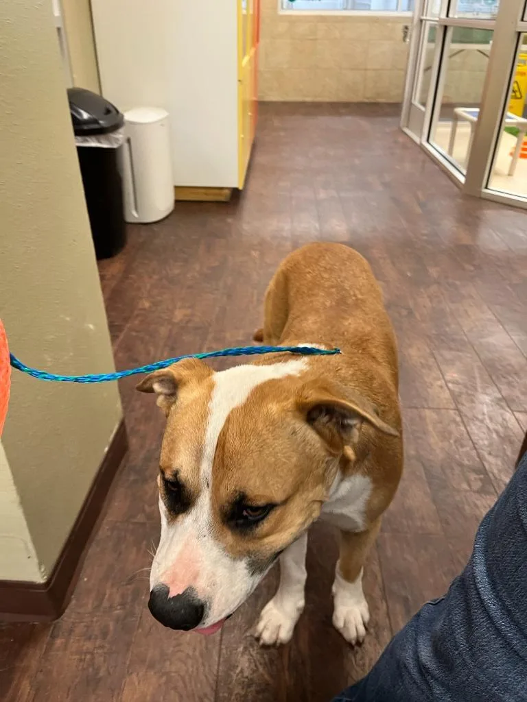 A young large-sized male Pit Bull Terrier dog named Dog Kennel Dusk for adoption in Greenville, TX