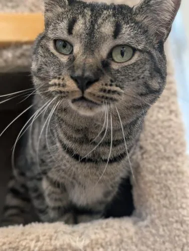 An adult medium-sized female Domestic Short Hair cat named Rabbit and Piglet for adoption in Webster, MA