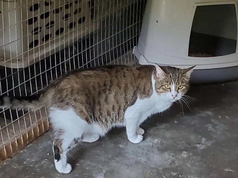 An adult large-sized female Domestic Short Hair cat named Sally for adoption in Philippi, WV