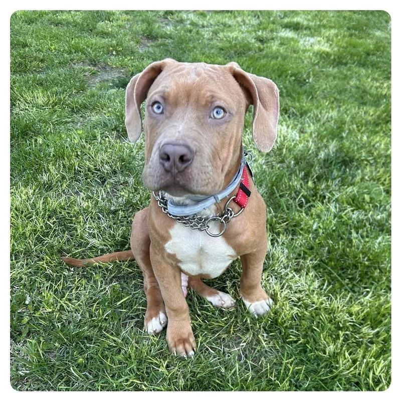 A young medium-sized male American Bulldog dog named Gibbs for adoption in Medford, NY