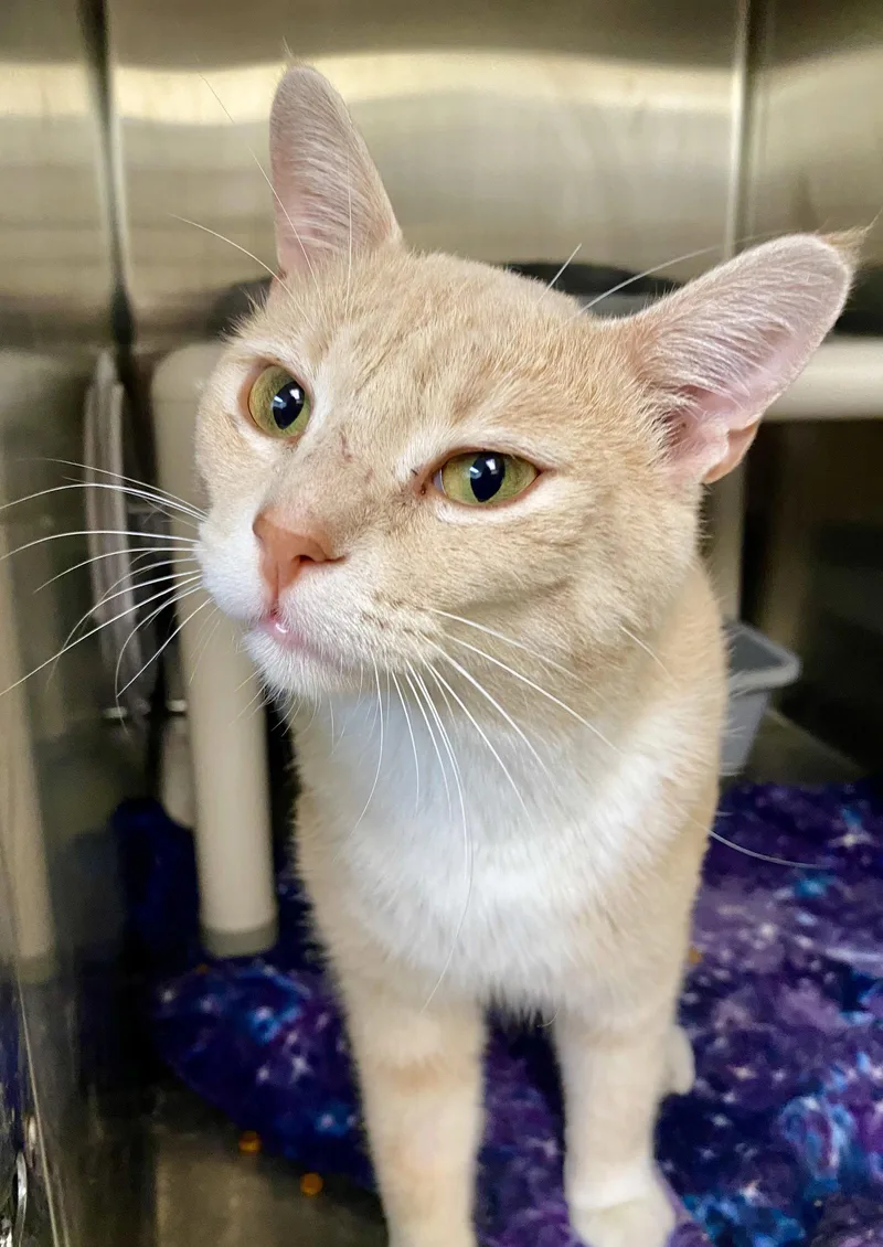 An adult medium-sized male Domestic Short Hair cat named Jim Halpert for adoption in Fargo, ND