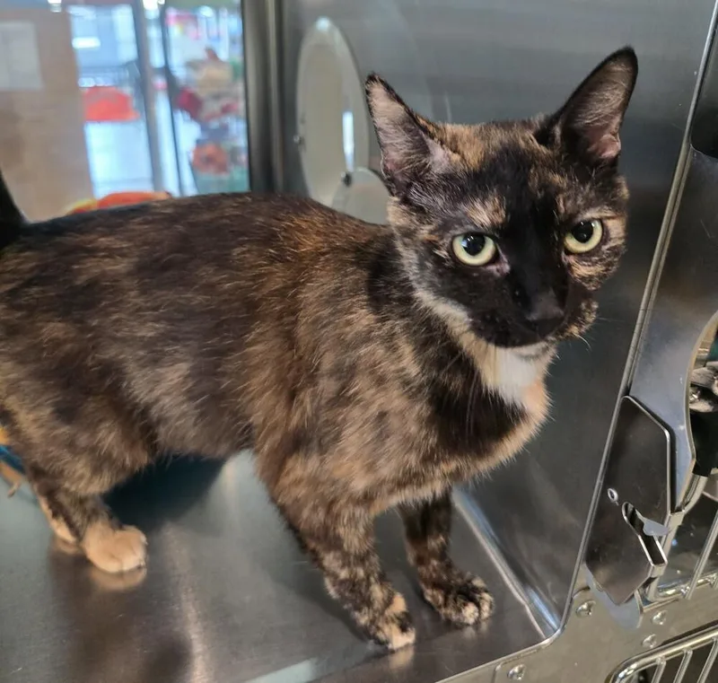 An adult small-sized female Tortoiseshell Domestic Short Hair cat named Sushi for adoption in Wellington, KS