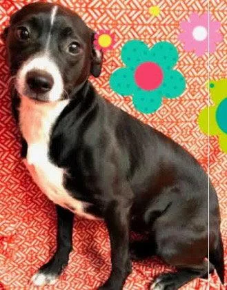 A young medium-sized female Labrador Retriever dog named Pepsi  Months Avail for adoption in Sterling, MA