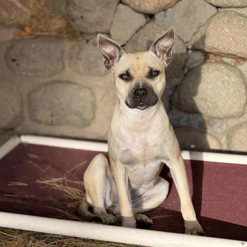 A young medium-sized female Mixed Breed dog named Patsy for adoption in Groveland, MA