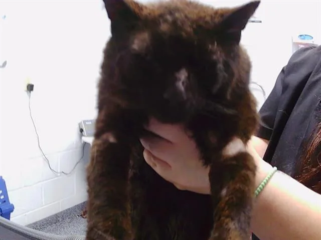 An adult medium-sized male Domestic Short Hair cat named Cannon for adoption in Charlotte, NC