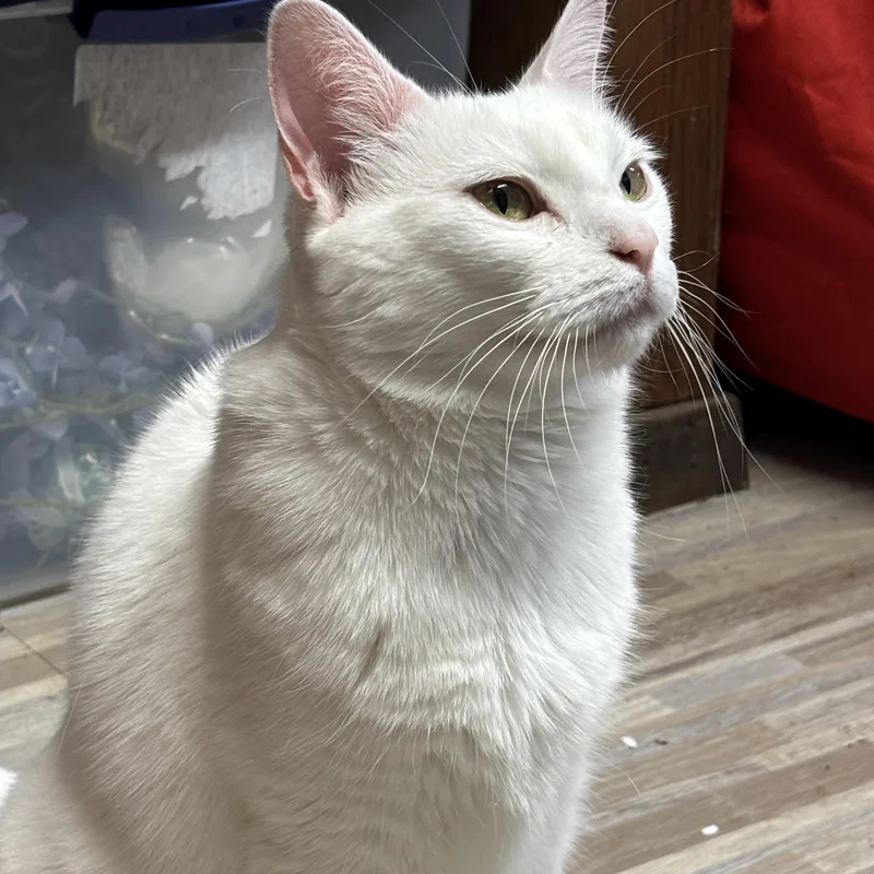 An adult large-sized female Domestic Short Hair cat named Karma for adoption in Fort Worth, TX