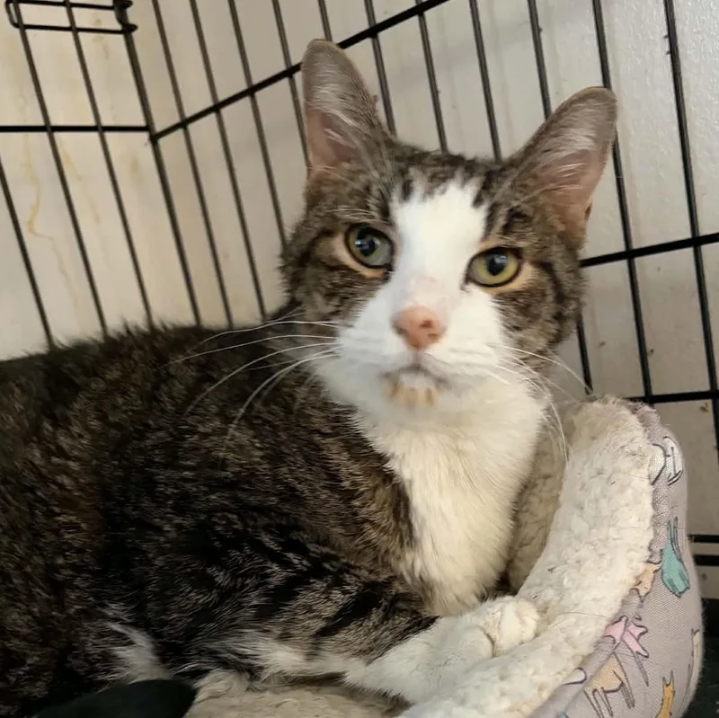 An adult extra large-sized male Tabby (Buff / Tan / Fawn) Domestic Short Hair cat named Matthew for adoption in Huntington, NY