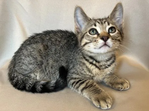 A baby medium-sized male Domestic Short Hair cat named Saffron for adoption in Silverdale, WA