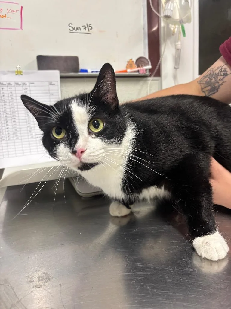 A senior medium-sized male Domestic Short Hair cat named Alakazam for adoption in Fall River, MA