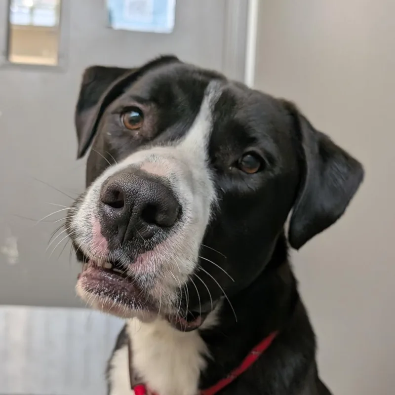 An adult large-sized male Black German Shepherd Dog dog named Gideon for adoption in Chicago, IL