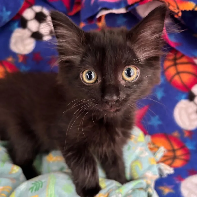 A baby small-sized male Black Domestic Short Hair cat named Salami for adoption in Hawthorne, CA