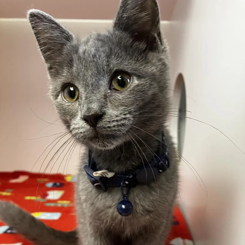 A baby small-sized male Gray / Blue / Silver Domestic Short Hair cat named Lucky for adoption in Uniontown, PA