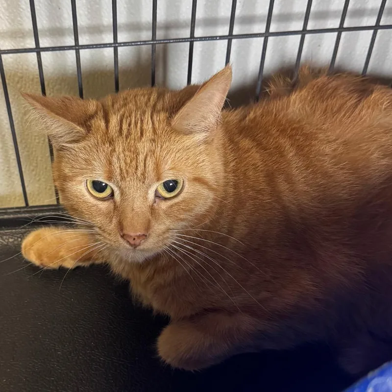 A young medium-sized female Domestic Short Hair cat named Sister for adoption in Saginaw, MI