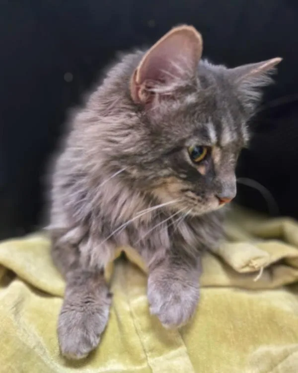 Earl Grey thumbnail 2