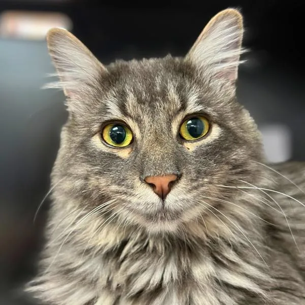 Earl Grey thumbnail 4