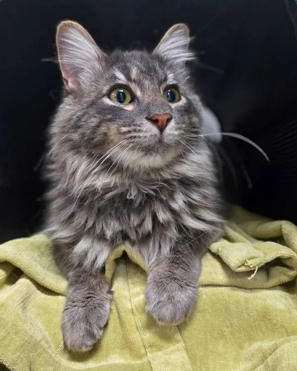 Earl Grey thumbnail 5