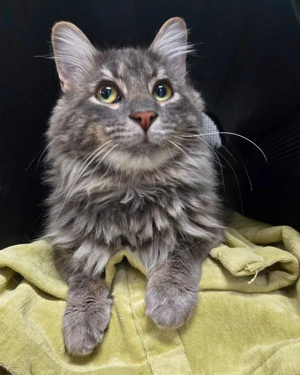 Earl Grey thumbnail 6