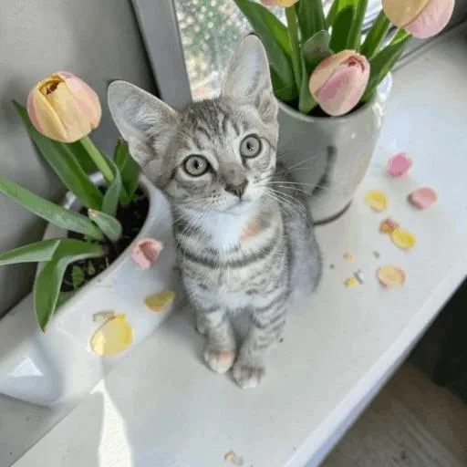 A baby medium-sized female Gray / Blue / Silver Domestic Short Hair cat named Chorizo for adoption in Fort Worth, TX