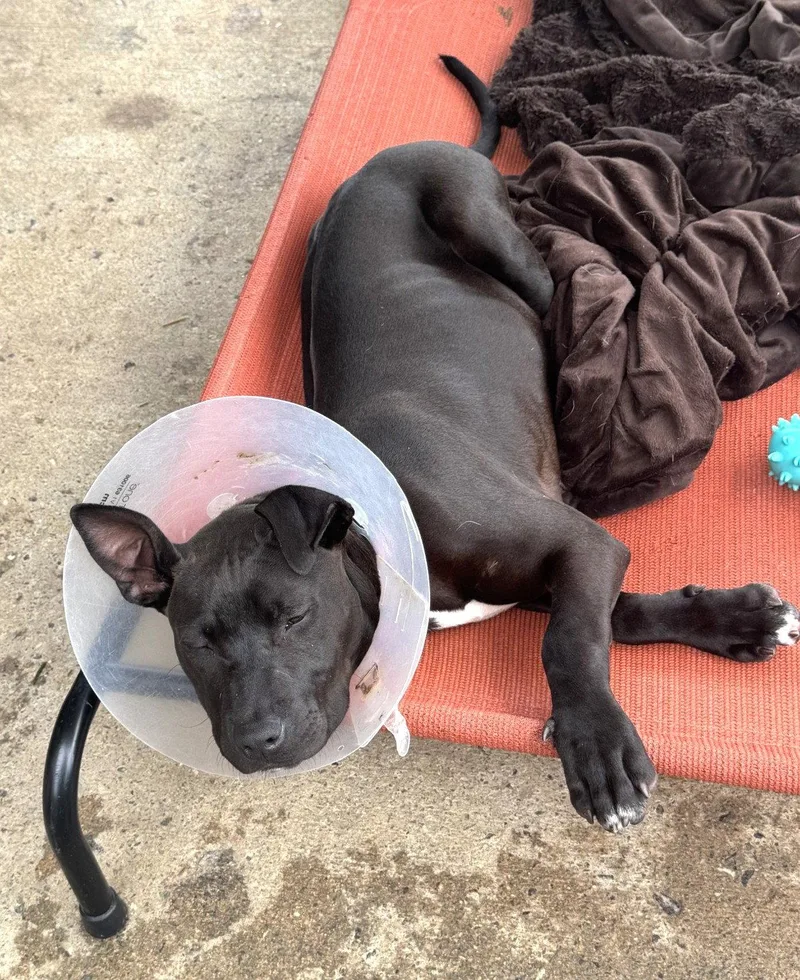 A young medium-sized male American Bulldog dog named Diesel Scas for adoption in Rockaway, NJ