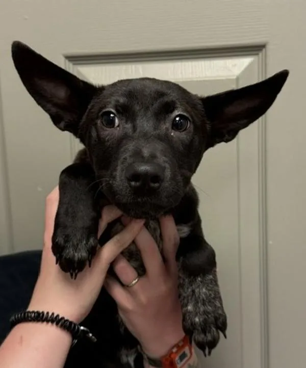A young small-sized female Terrier dog named Beauty for adoption in Littleton, CO