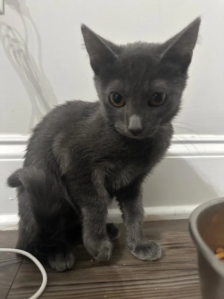 A baby large-sized male Domestic Short Hair cat named Ron for adoption in warrenville, SC