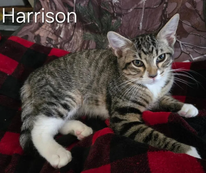 A baby small-sized male Domestic Short Hair cat named Harrison for adoption in Magnolia, TX