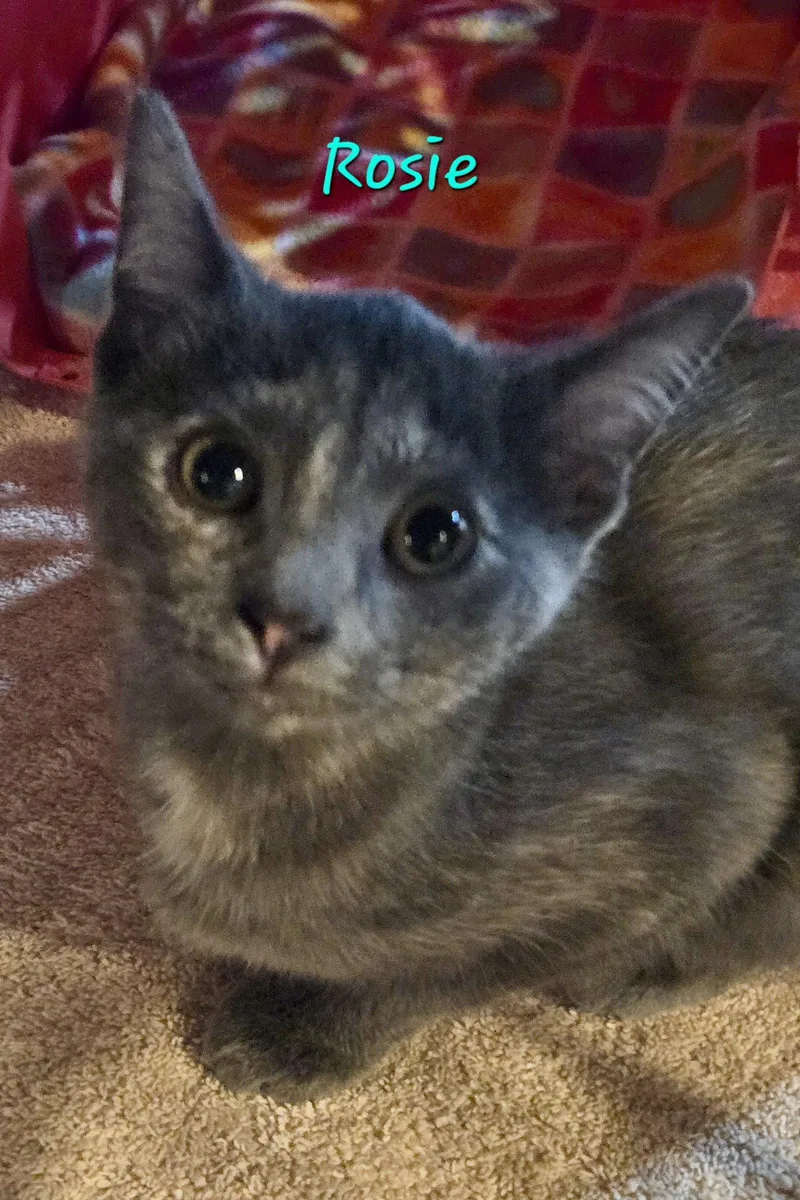 A baby medium-sized female Dilute Tortoiseshell cat named Rosie for adoption in Penndel, PA