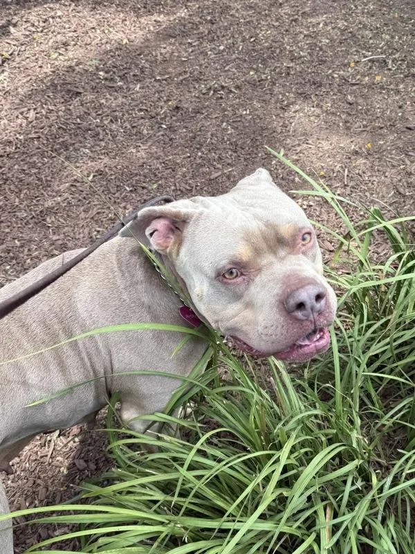 An adult large-sized female Pit Bull Terrier dog named Mamaz for adoption in Oceanside, CA