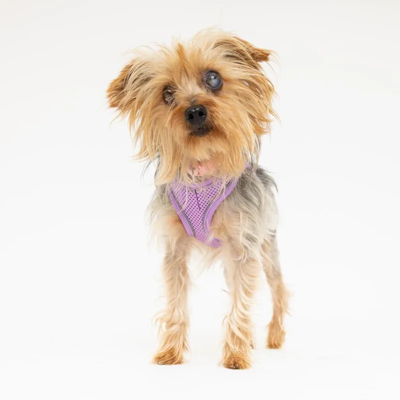 A senior small-sized female Brown / Chocolate Yorkshire Terrier dog named Gum Drop for adoption in San Francisco, CA