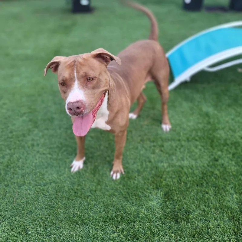 A senior medium-sized female Yellow / Tan / Blond / Fawn American Staffordshire Terrier dog named Ginger for adoption in Tomball, TX