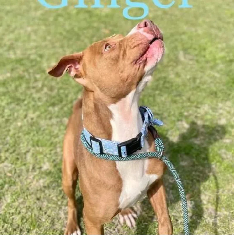 Ginger thumbnail 4