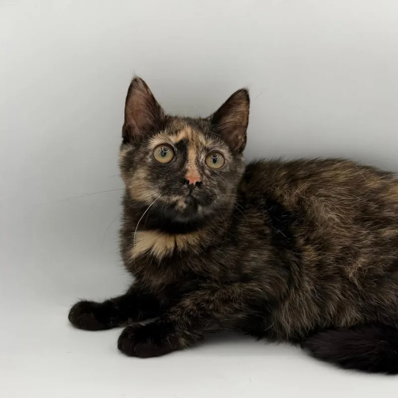 A baby small-sized female Domestic Short Hair cat named Indic for adoption in State College, PA