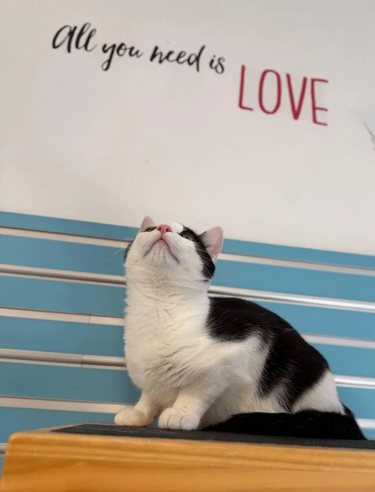 A baby medium-sized male Domestic Short Hair cat named Turbo for adoption in Milltown, NJ